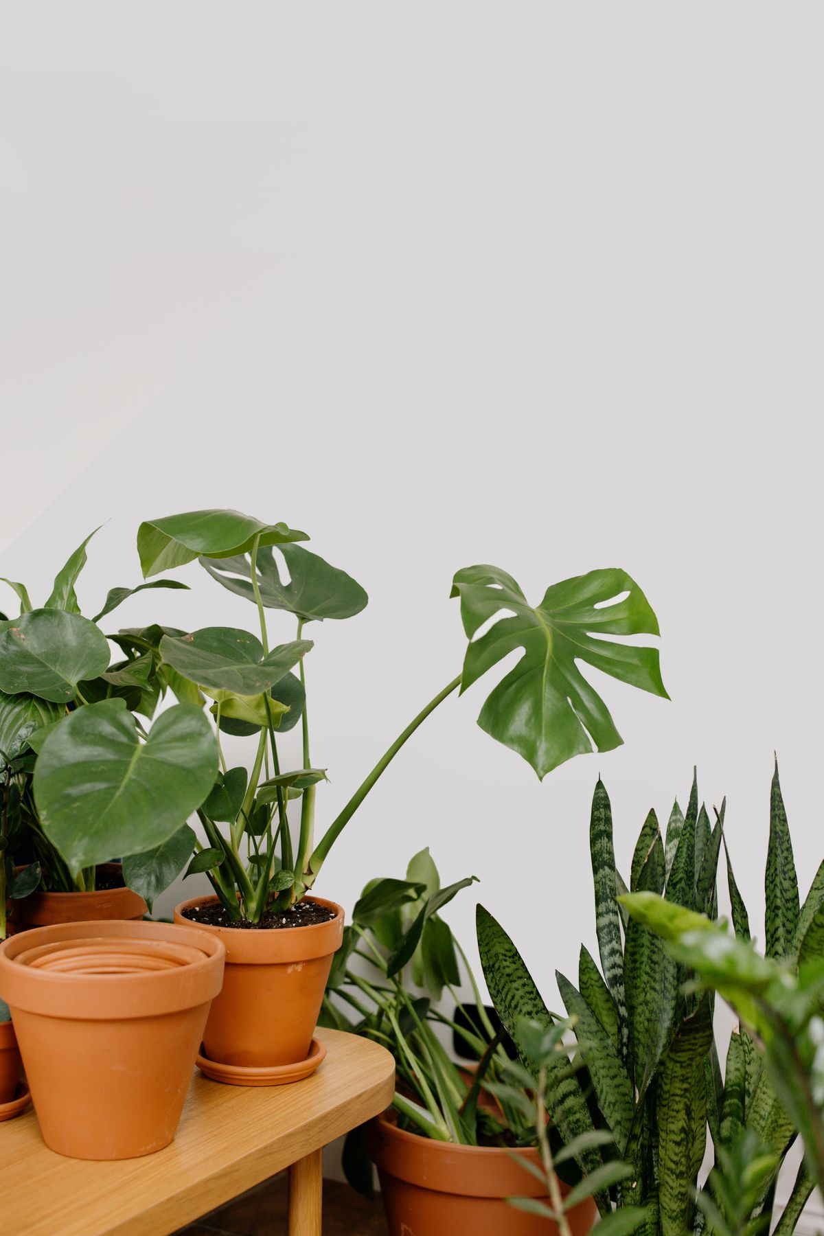 A collection of easy houseplants - monstera and snake plant - in terracotta pots