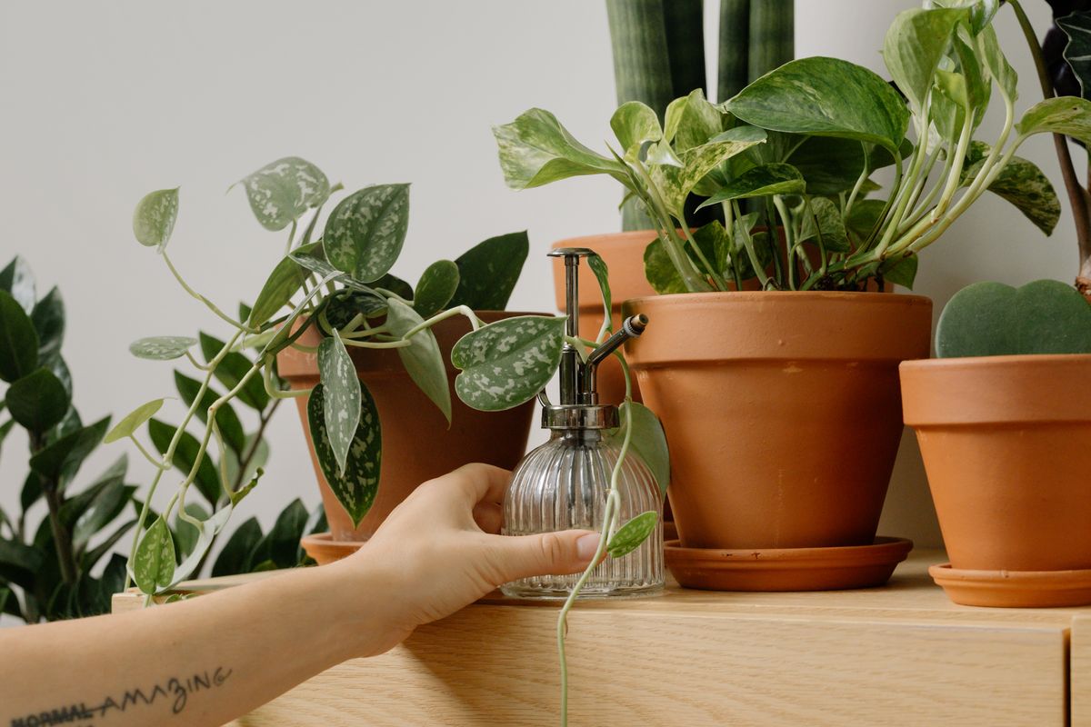 Misting a houseplant with a spray bottle