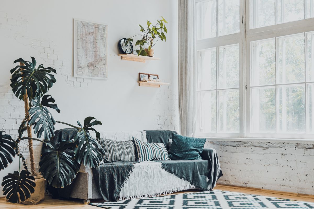 A bright living room filled with healthy houseplants