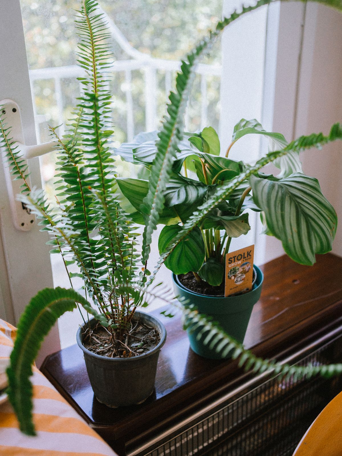 Houseplants on a sunny windowsill
