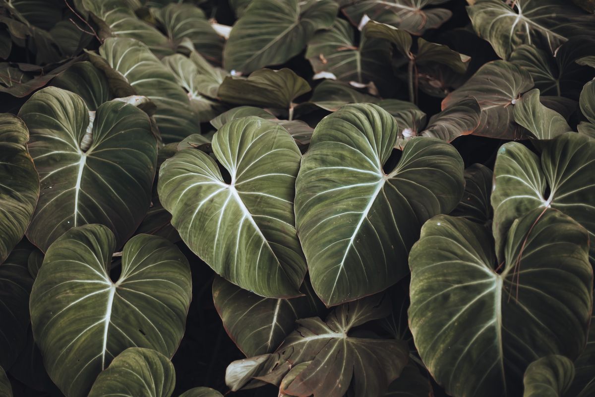 Heartleaf philodendron (Philodendron hederaceum)