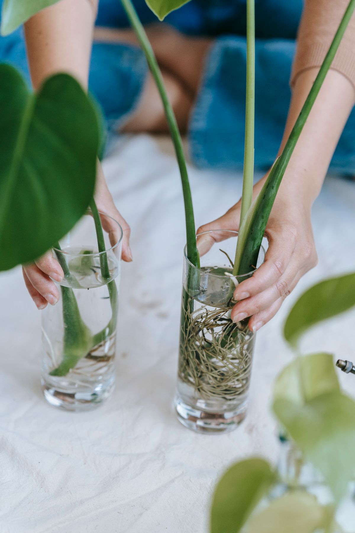 Plant cuttings rooting in a glass of water