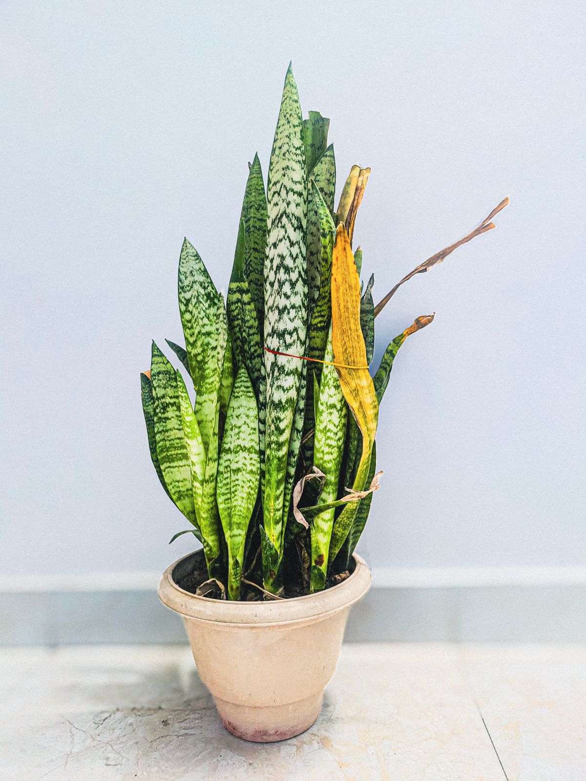 Snake plant (Dracaena trifasciata) in a terracotta pot