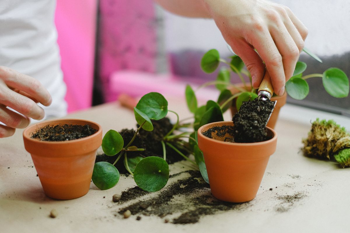 Hands repotting a pilea plant into a terracotta pot with fresh potting mix