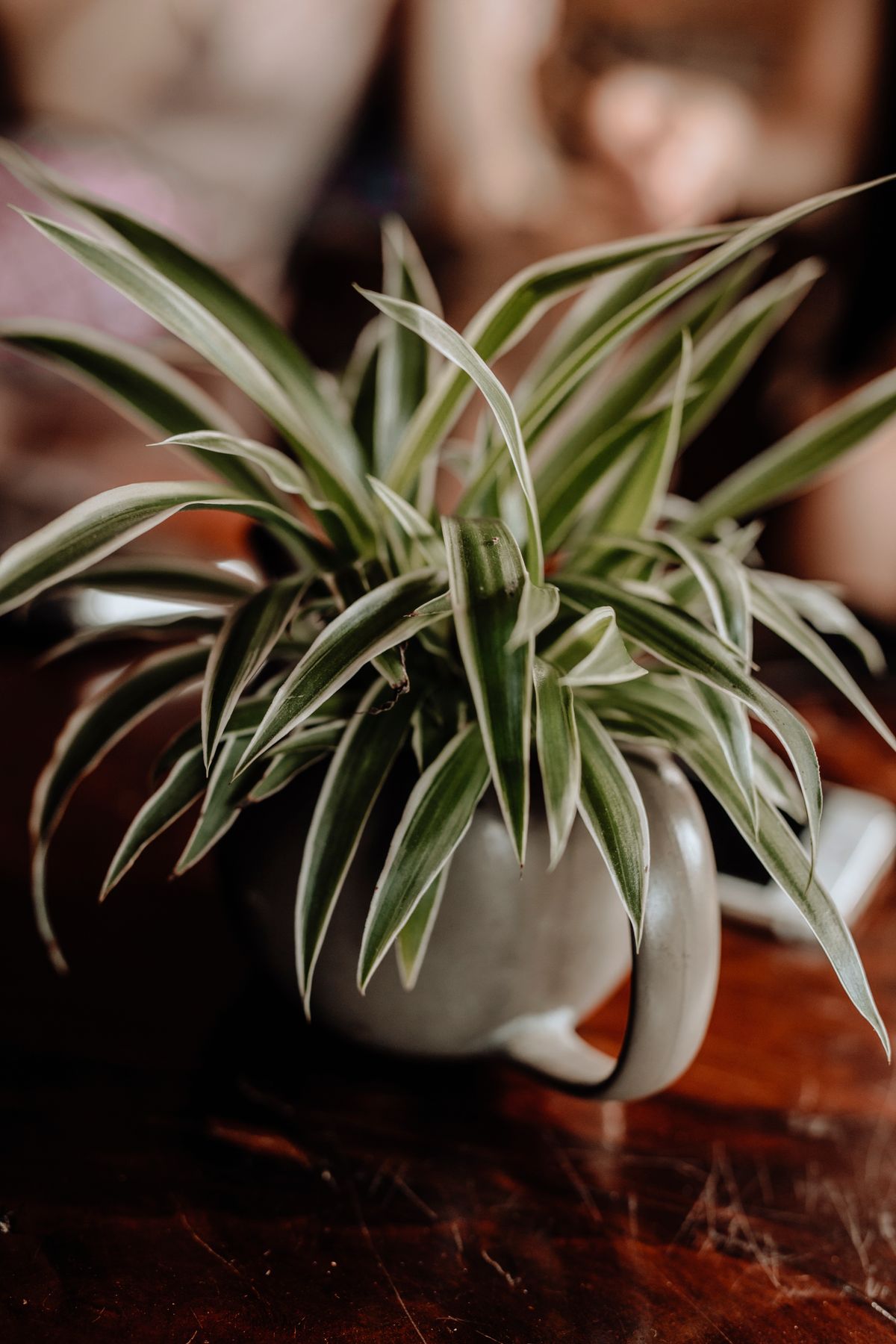 Spider plant (Chlorophytum comosum)