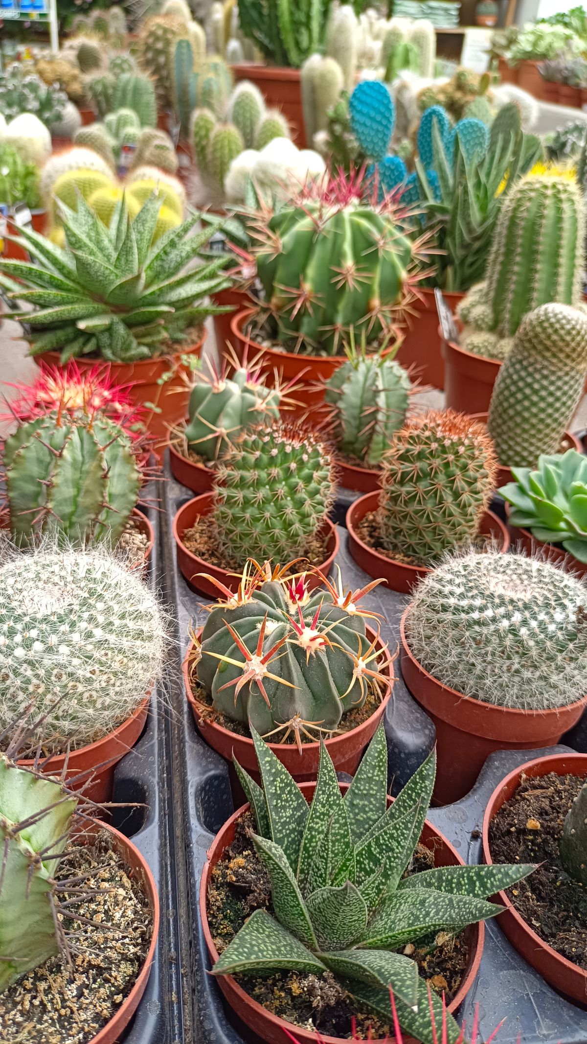 A collection of potted succulents