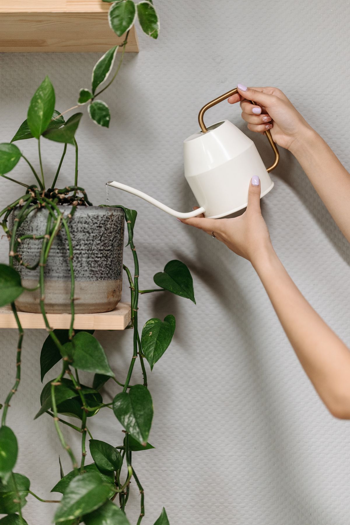 Hand watering a houseplant with a watering can