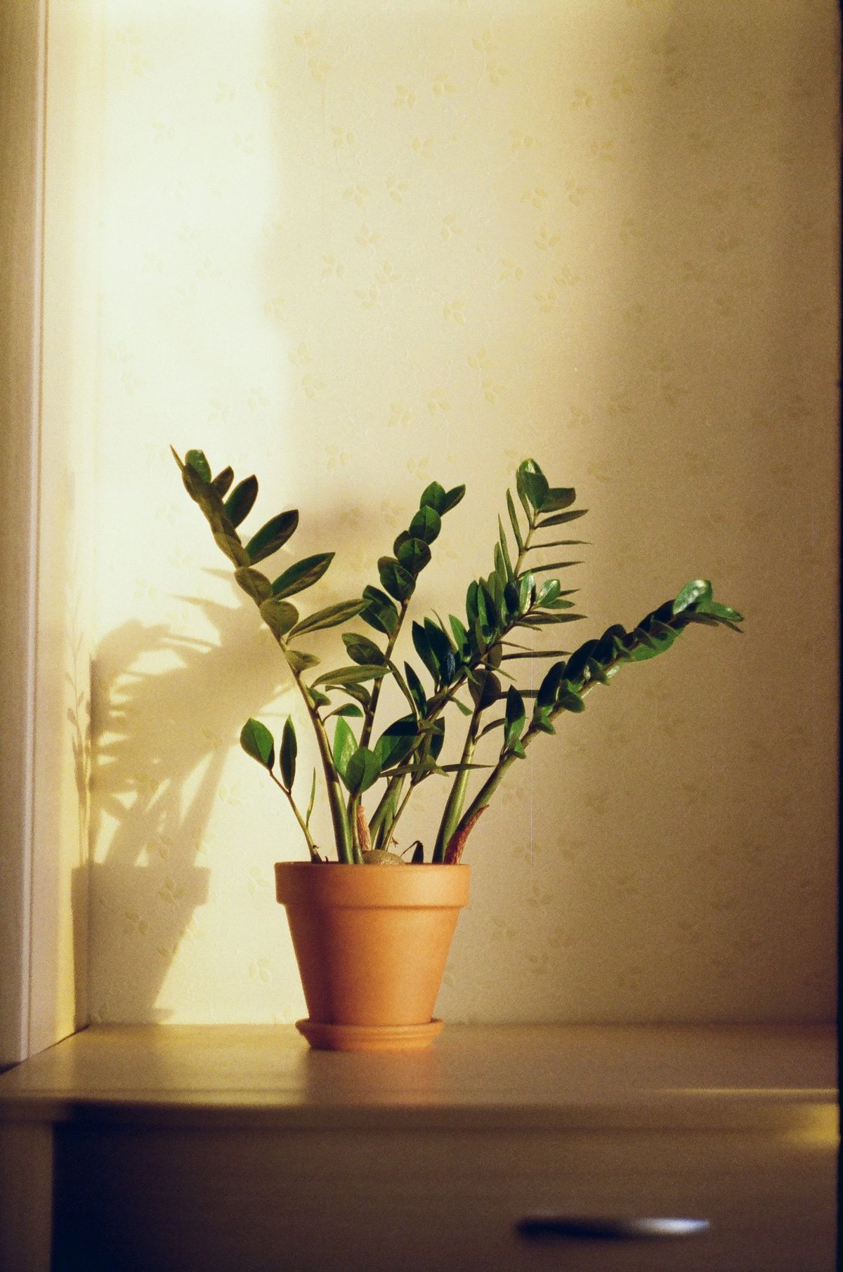 ZZ plant (Zamioculcas zamiifolia) in a pot